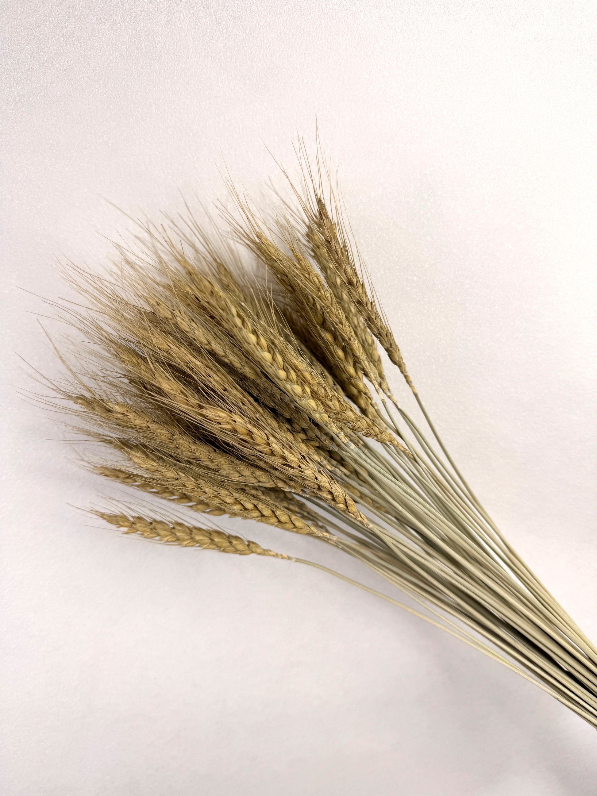 Angled view of natural dried wheat grains bunch