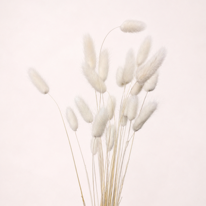 Natural white dried bunny tail grass 60 stem bundle front view
