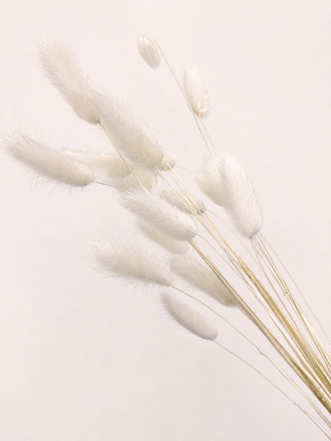 Close-up view of natural white dried bunny tail grass stems
