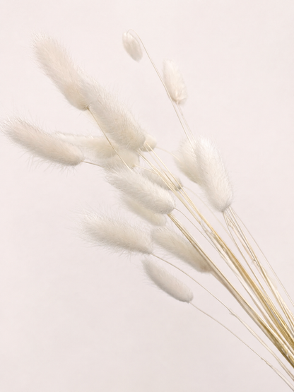 Close-up view of natural white dried bunny tail grass stems
