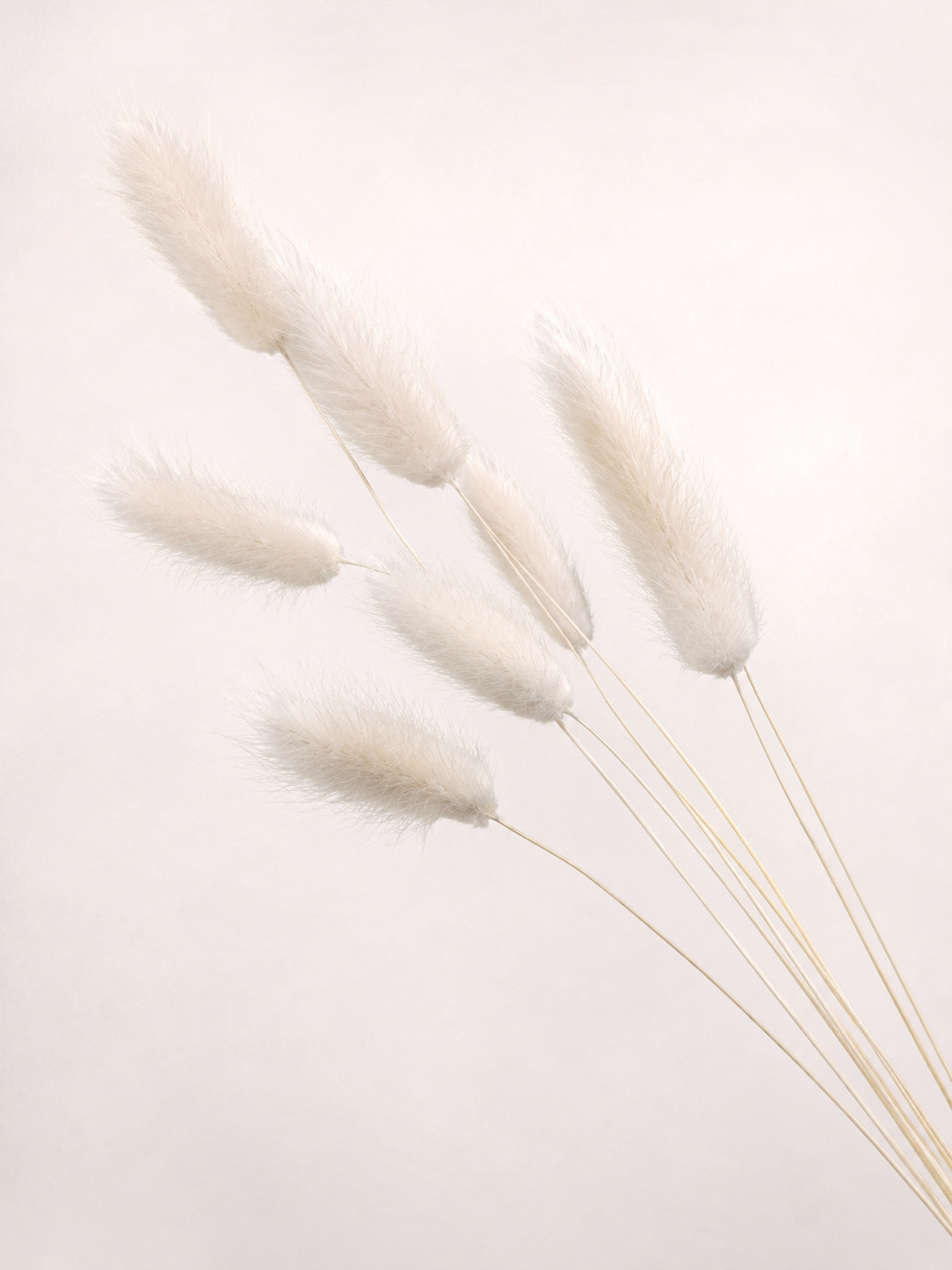 Detail view of fluffy natural white dried bunny tail grass heads