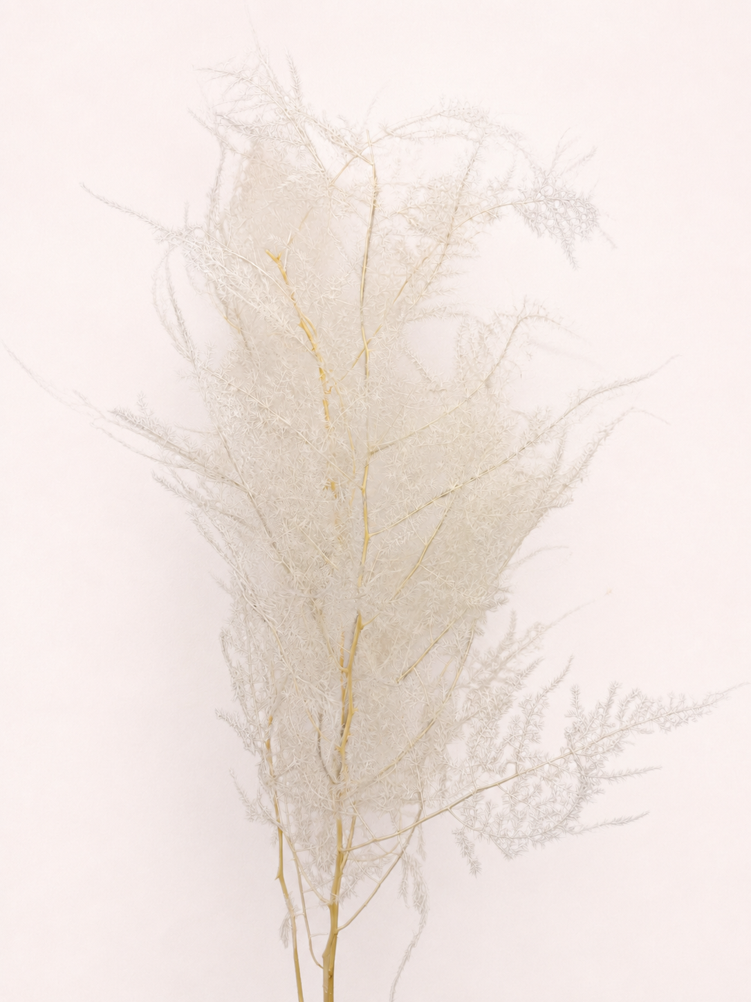 Preserved asparagus plumosus fern 14 to 18 stem bundle front view
