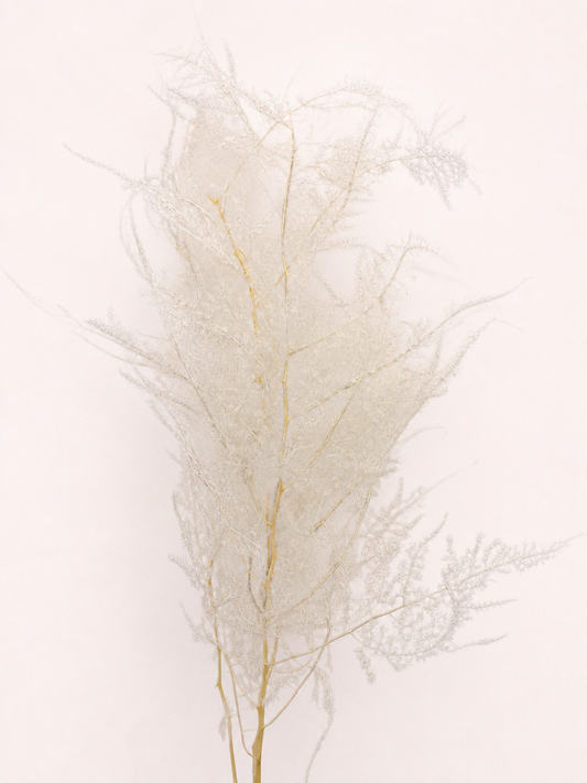 Preserved asparagus plumosus fern 14 to 18 stem bundle front view
