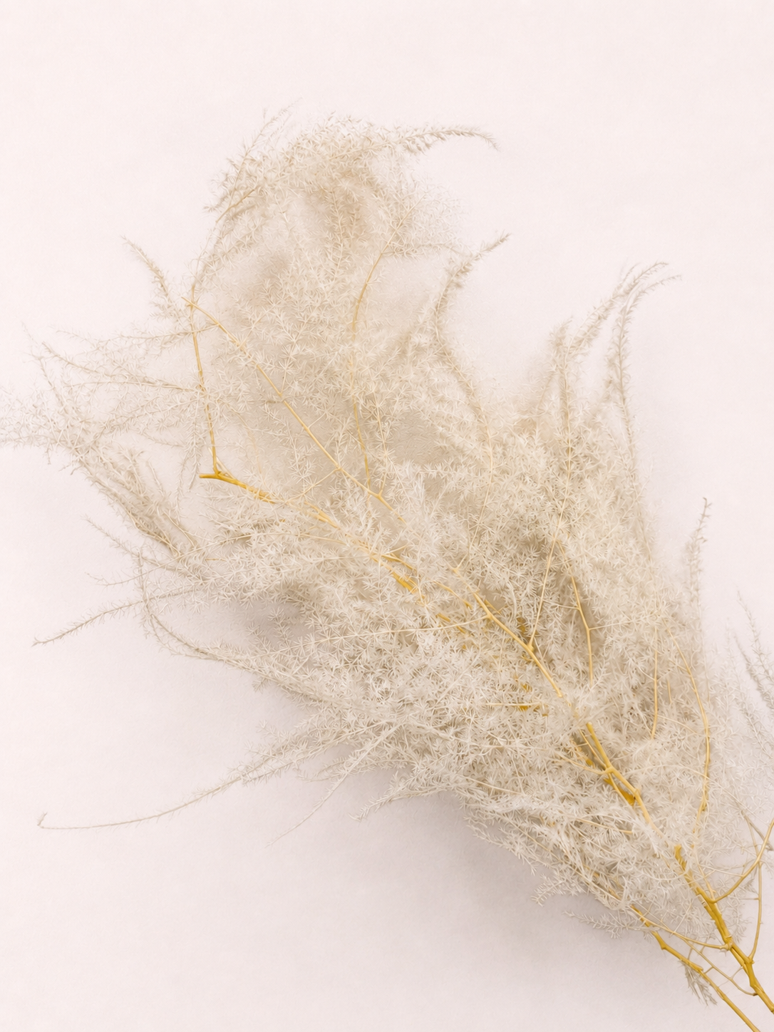 Angled view of preserved asparagus plumosus fern foliage
