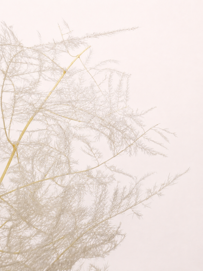 Close-up detail of preserved asparagus plumosus fern delicate foliage