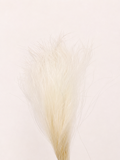 White preserved feather grass 8 oz bunch front view
