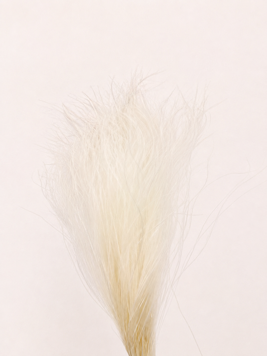 White preserved feather grass 8 oz bunch front view