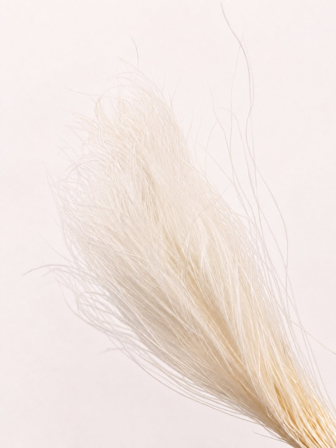 Side view of white preserved feather grass bunch