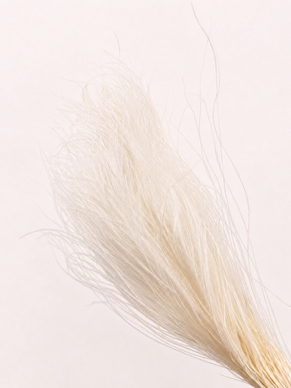 Side view of white preserved feather grass bunch