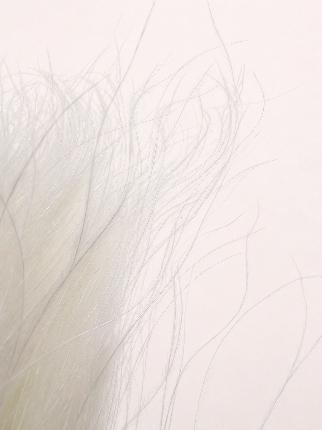 Close-up detail of soft white preserved feather grass