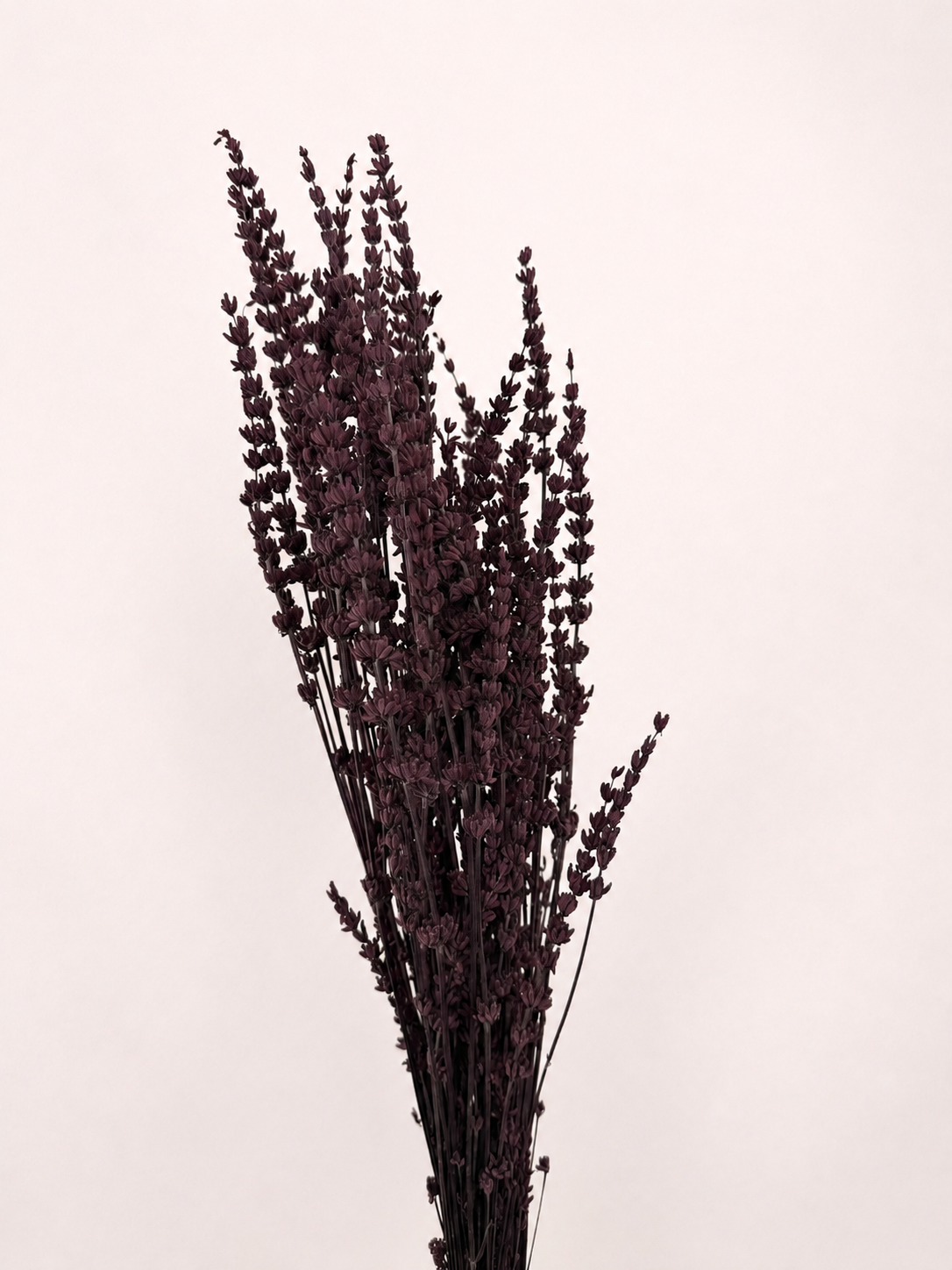 Natural preserved lavender flower bundle front view