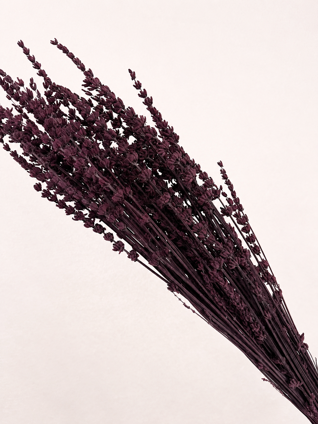 Angled view of natural preserved lavender flower bundle