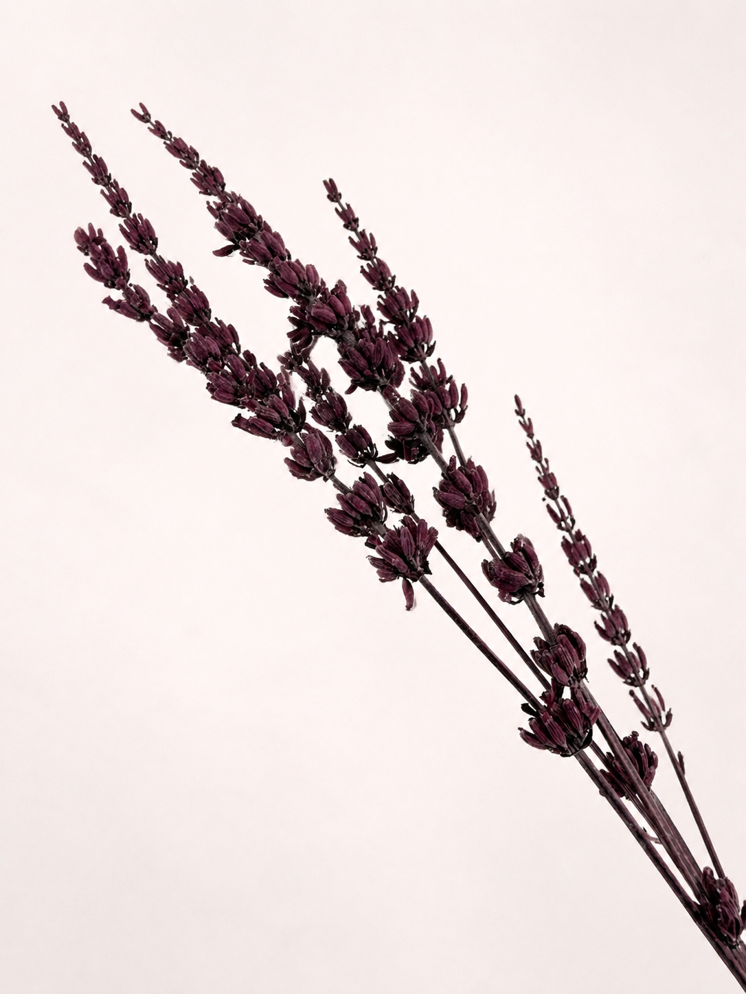 Close-up detail of preserved lavender buds and stems