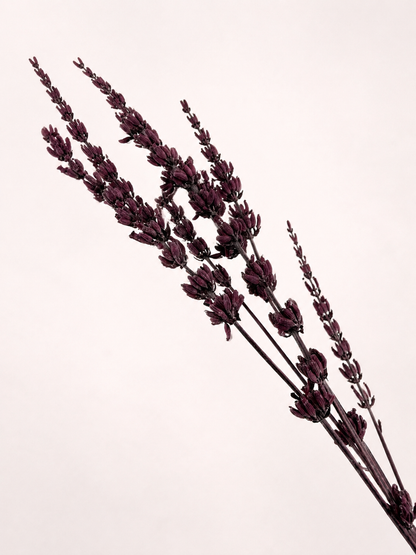 Close-up detail of preserved lavender buds and stems