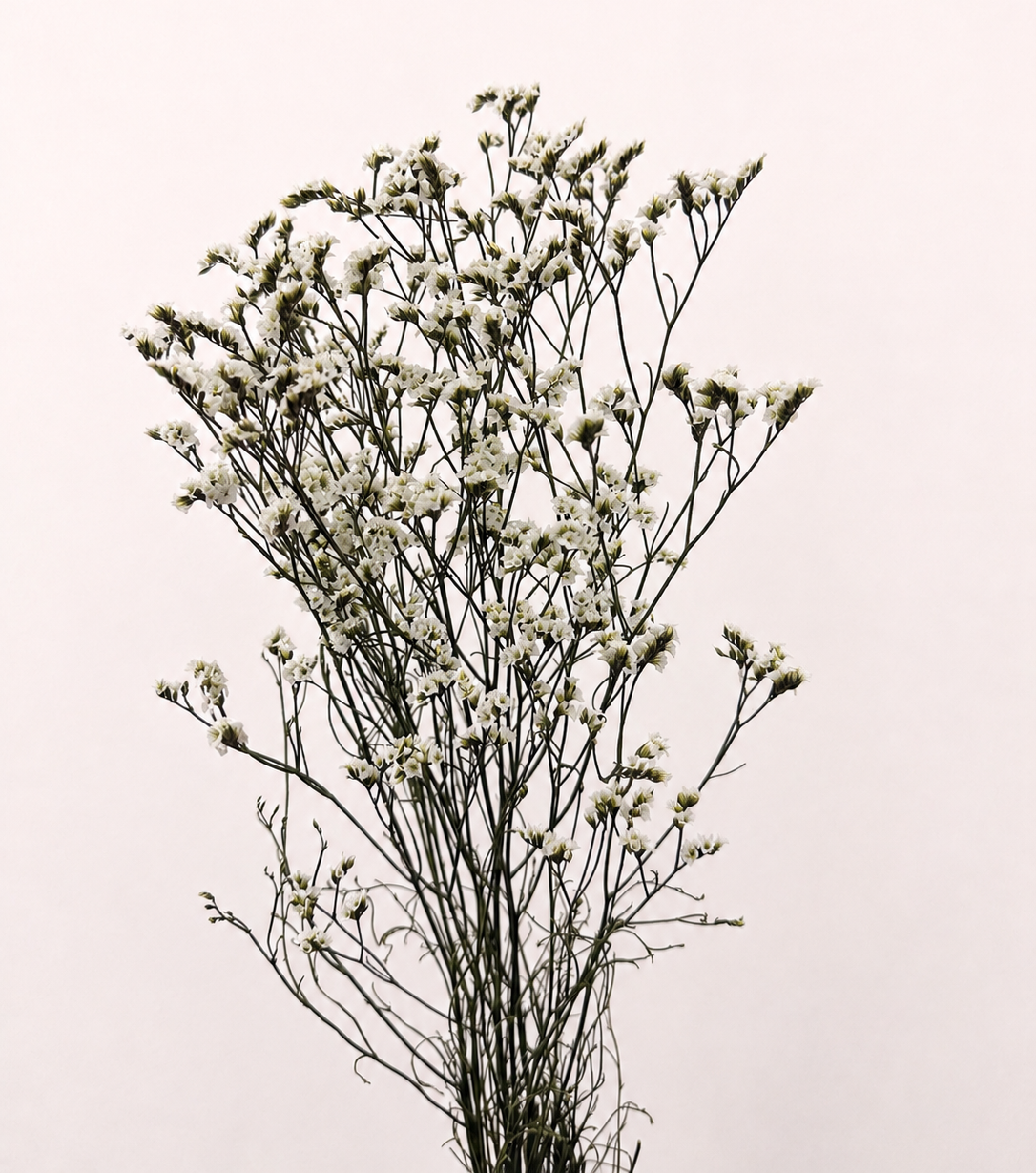 White preserved limonium 20 stem bundle front view