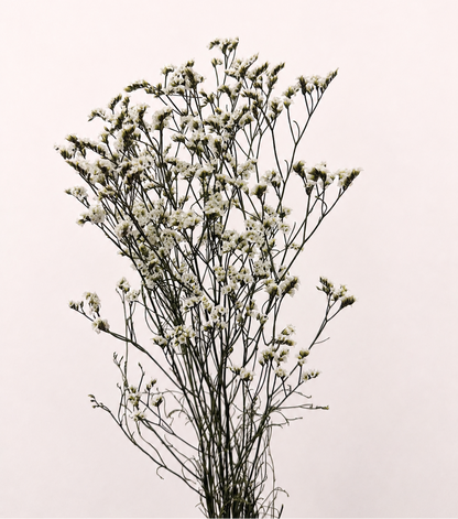 White preserved limonium 20 stem bundle front view