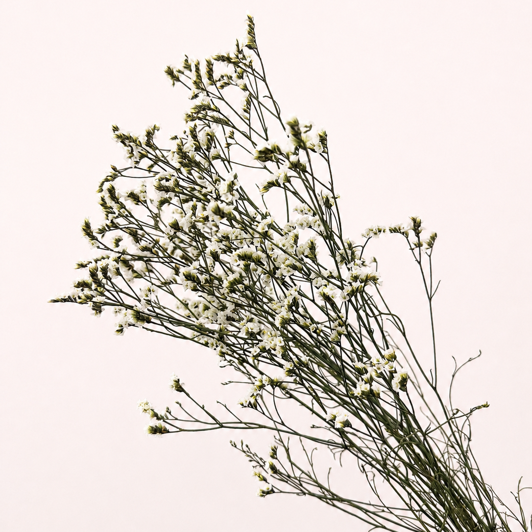 Side view of white preserved limonium bundle