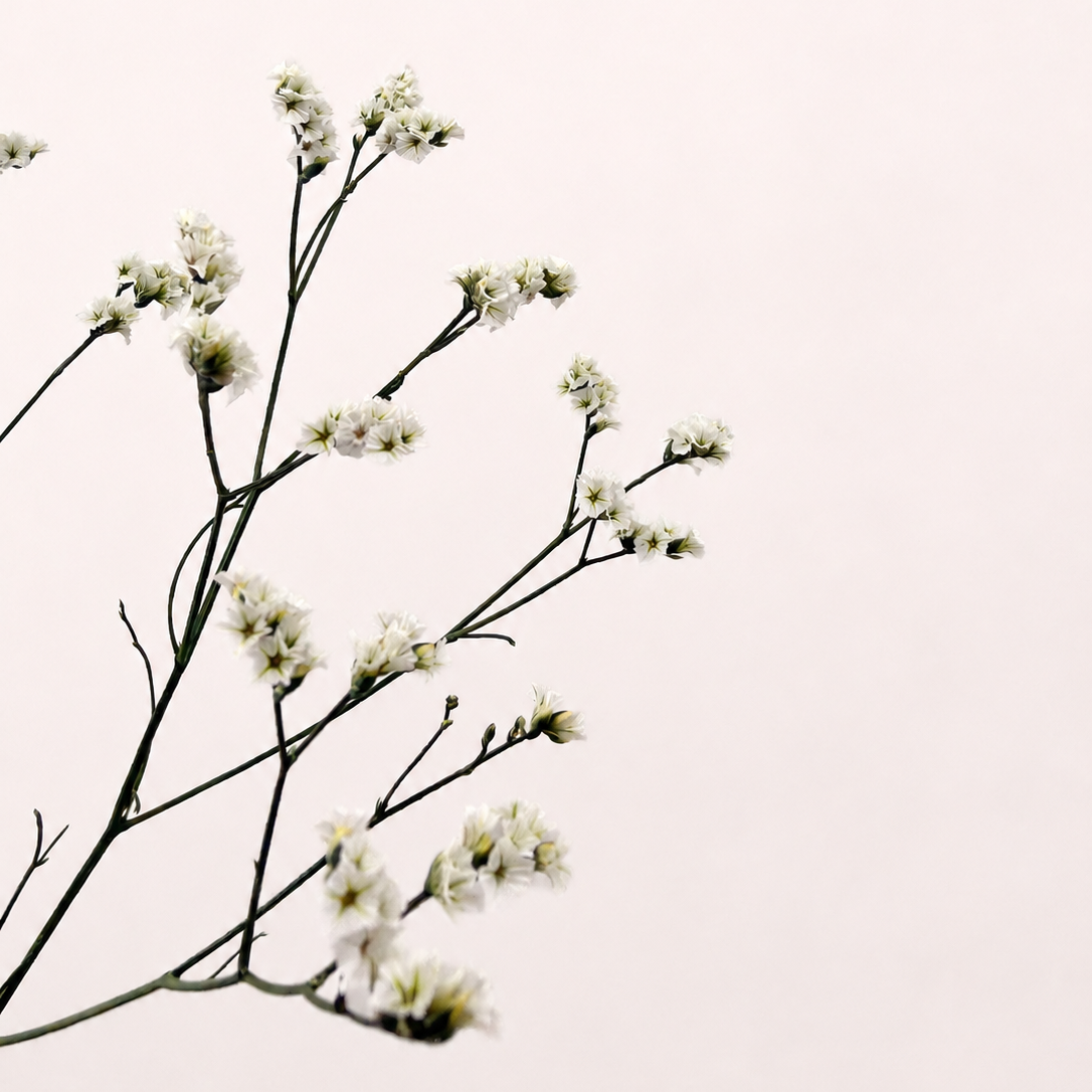 Close-up detail of white preserved limonium blossoms