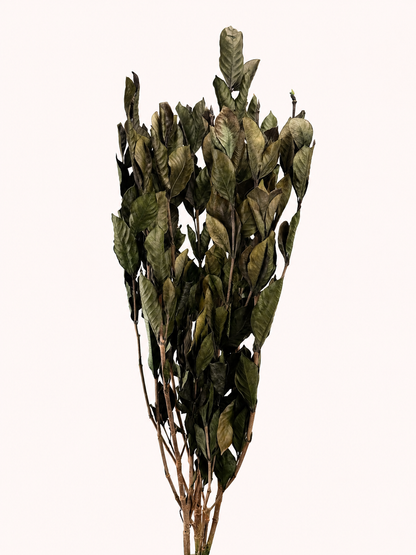 Natural green preserved oak leaves stem front view