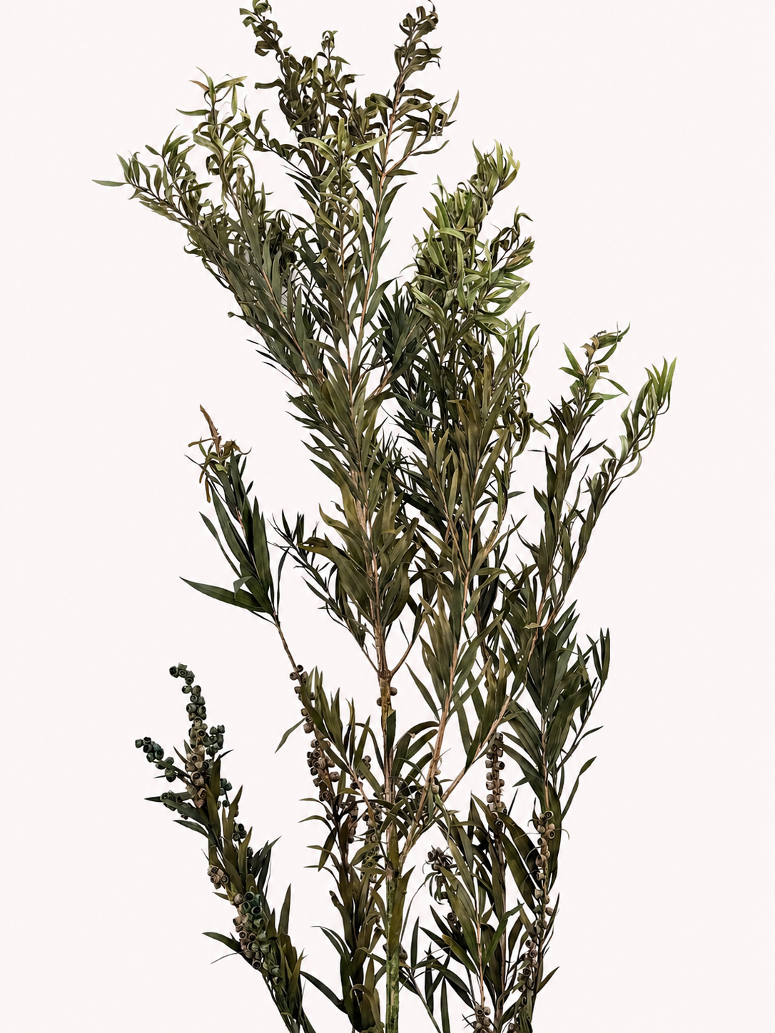 Green preserved seeded willow eucalyptus 8 oz bunch front view