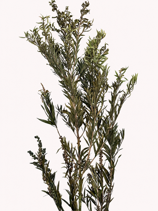 Green preserved seeded willow eucalyptus 8 oz bunch front view