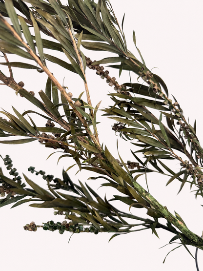 Close-up of preserved seeded willow eucalyptus leaves and seed pods