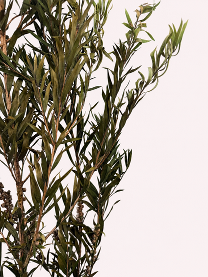Detail view of green preserved seeded willow eucalyptus stems