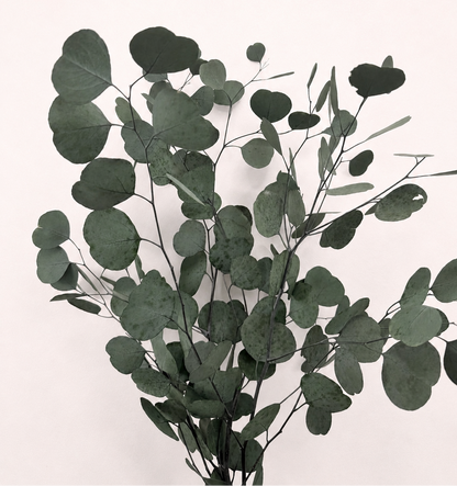 Green preserved silver dollar eucalyptus 6 oz bunch front view