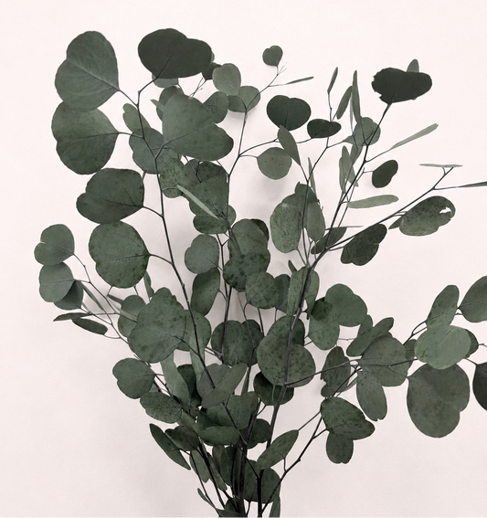 Green preserved silver dollar eucalyptus 6 oz bunch front view