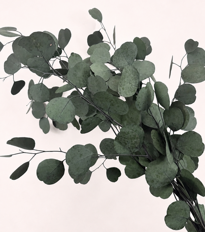 Side view of green preserved silver dollar eucalyptus stems