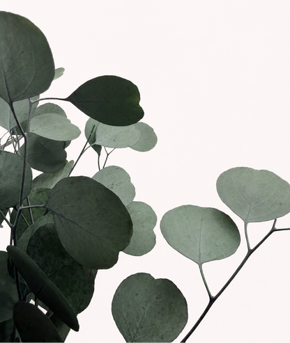 Close-up detail of preserved silver dollar eucalyptus round leaves