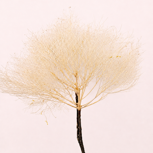 Cream preserved smoke tree plume stem front view