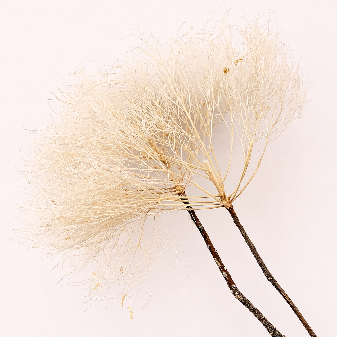Side view of cream preserved smoke tree plume stems