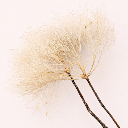 Side view of cream preserved smoke tree plume stems