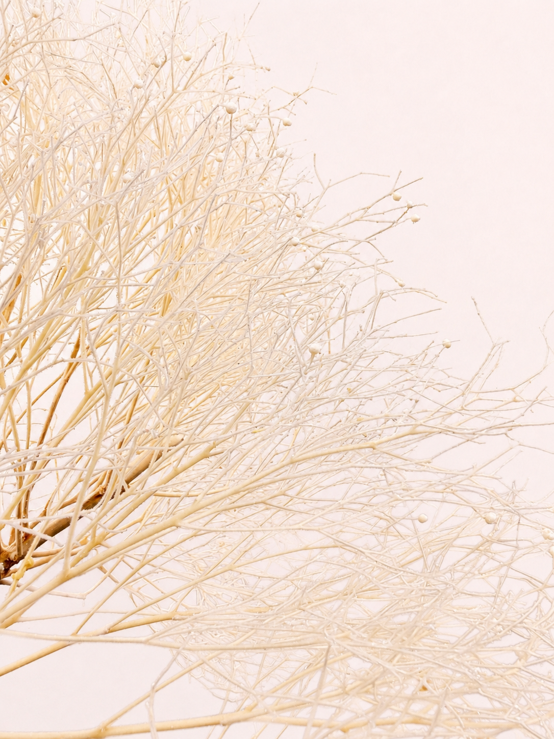 Close-up detail of cream preserved smoke tree plume texture