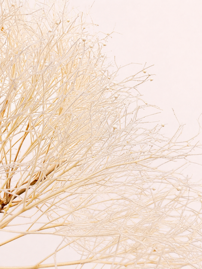 Close-up detail of cream preserved smoke tree plume texture