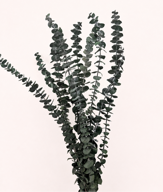 Green preserved spiral eucalyptus 6 oz bunch front view