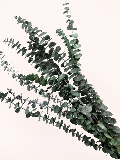 Side view of green preserved spiral eucalyptus stems