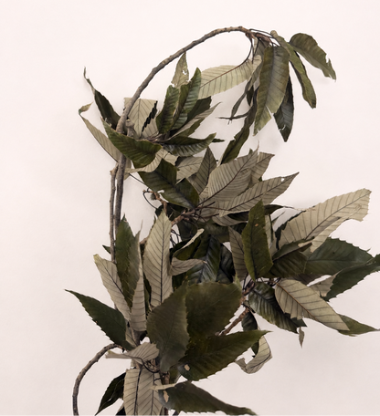 Preserved sweet chestnut leaves branch front view