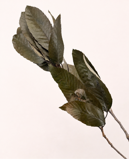 Side view of preserved sweet chestnut leaves branch