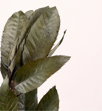 Close-up detail of preserved sweet chestnut leaves in natural green