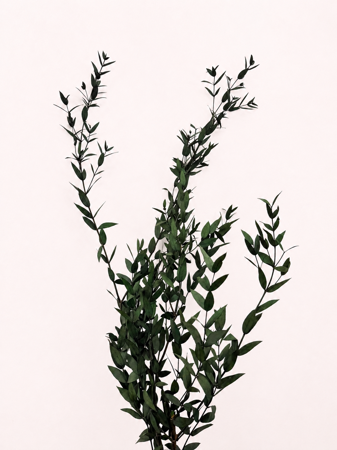 Green preserved teardrop eucalyptus 6 oz bunch front view
