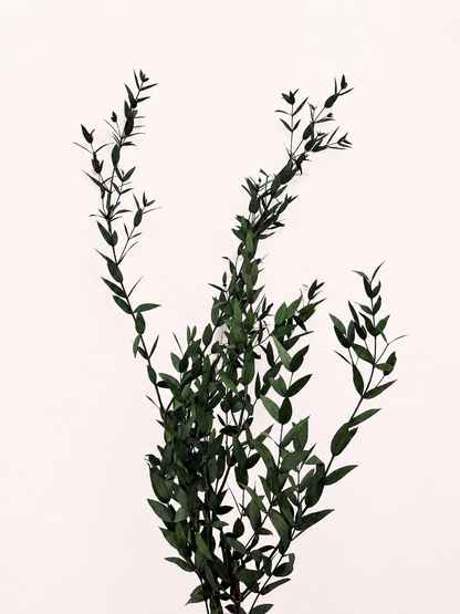 Green preserved teardrop eucalyptus 6 oz bunch front view