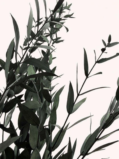 Close-up detail of preserved teardrop eucalyptus leaves