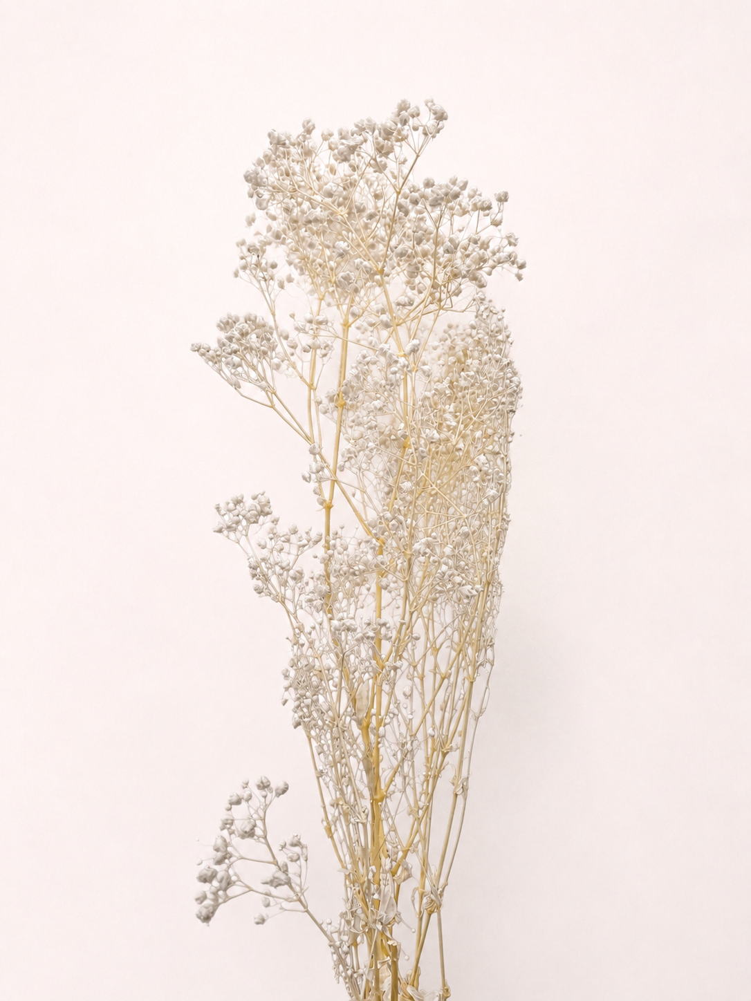 White preserved baby's breath 10 oz bunch front view