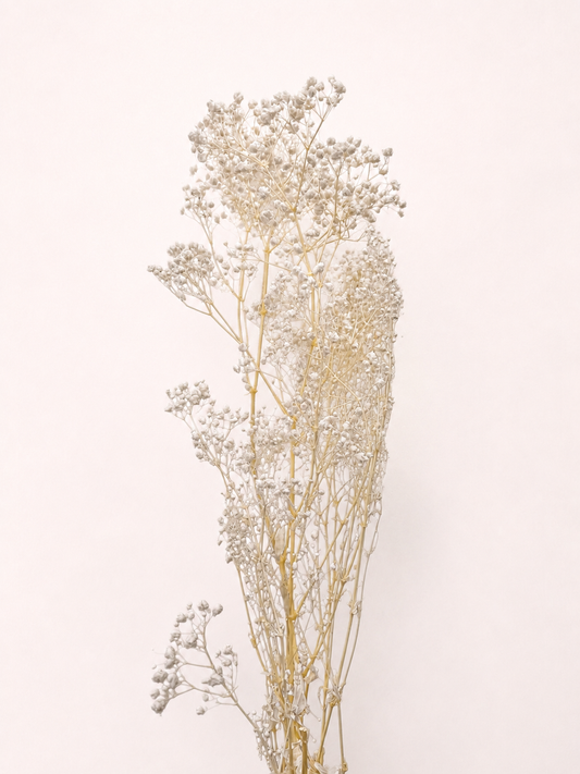 White preserved baby's breath 10 oz bunch front view