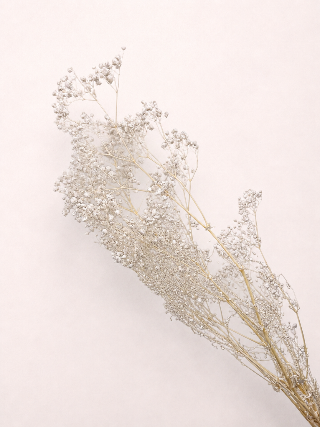 Side view of white preserved baby's breath stems