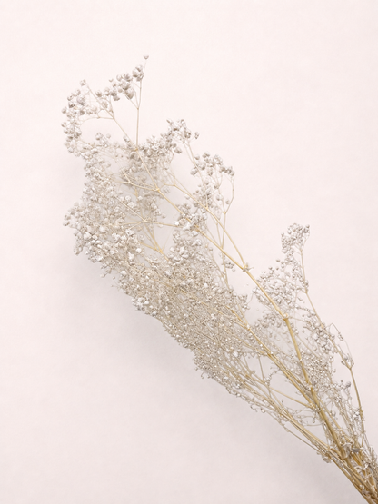 Side view of white preserved baby's breath stems