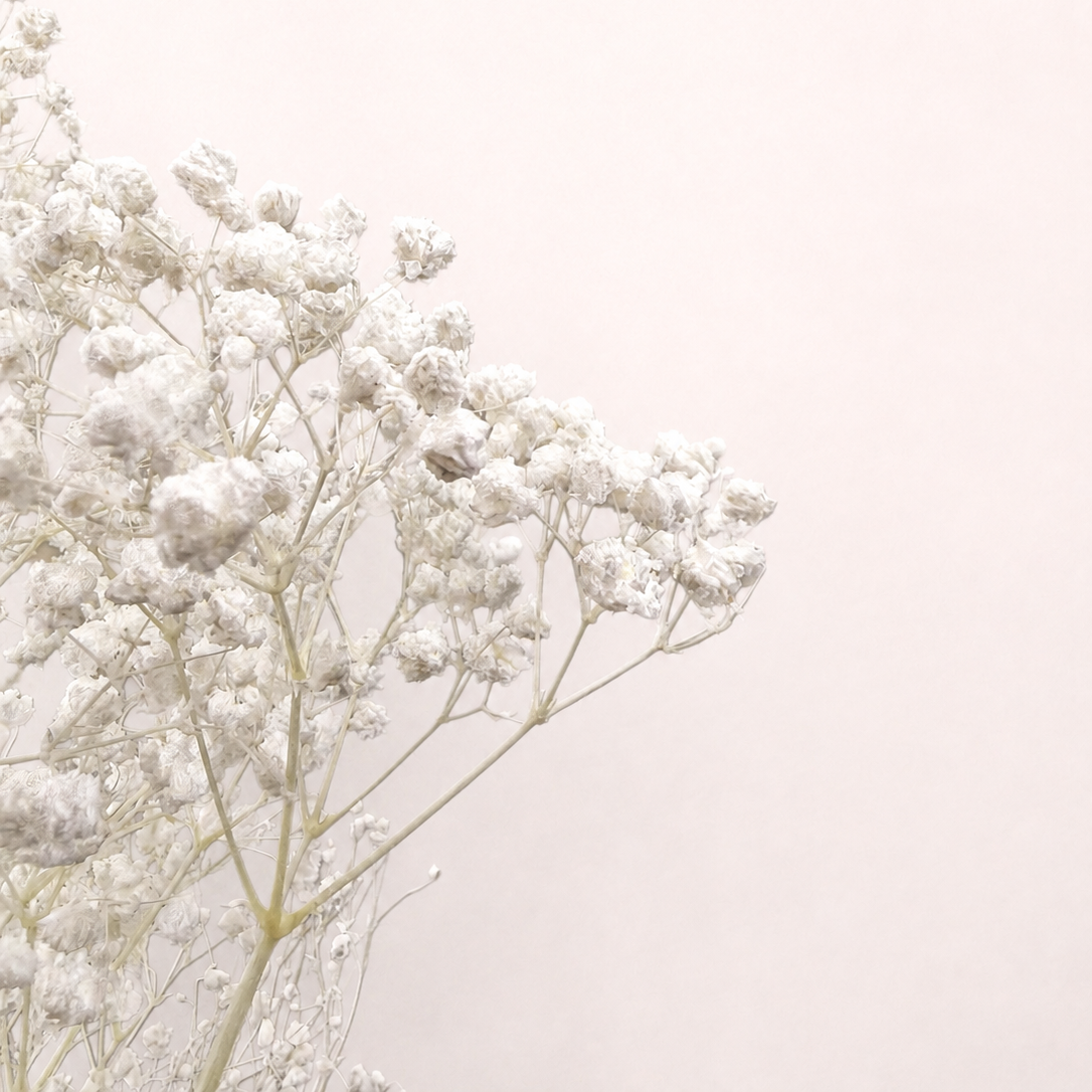 Close-up detail of white preserved baby's breath blooms