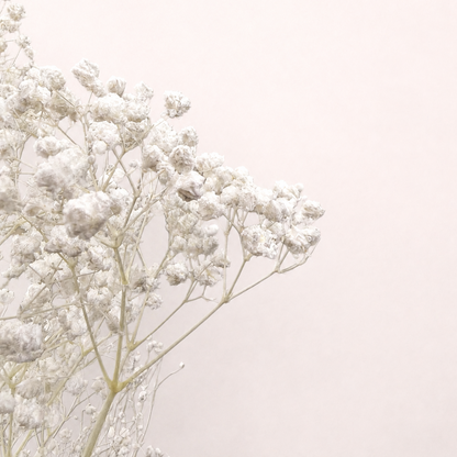 Close-up detail of white preserved baby's breath blooms